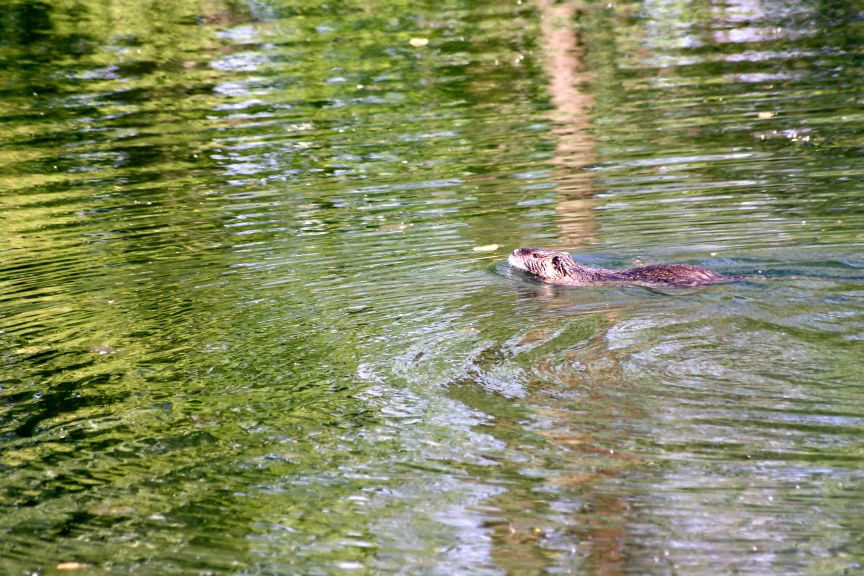 Nutria - Parco del Ticino